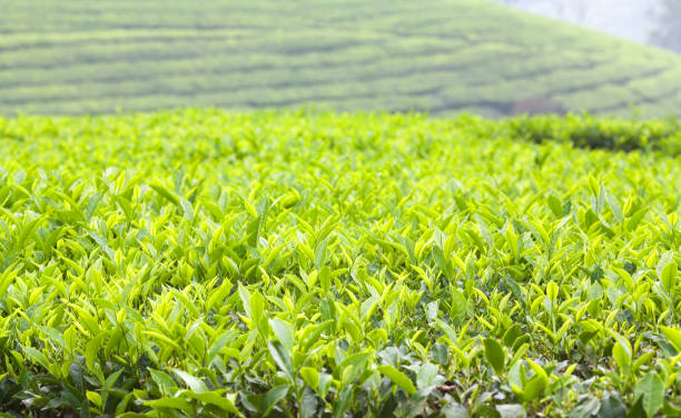 istock Fresh leaves of green tea close up 960260740