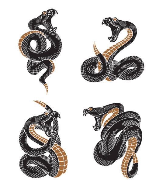 Viper snake set. Hand drawn illustrations in engraving ink technique isolated on withe background. dragon tattoos stock illustrations