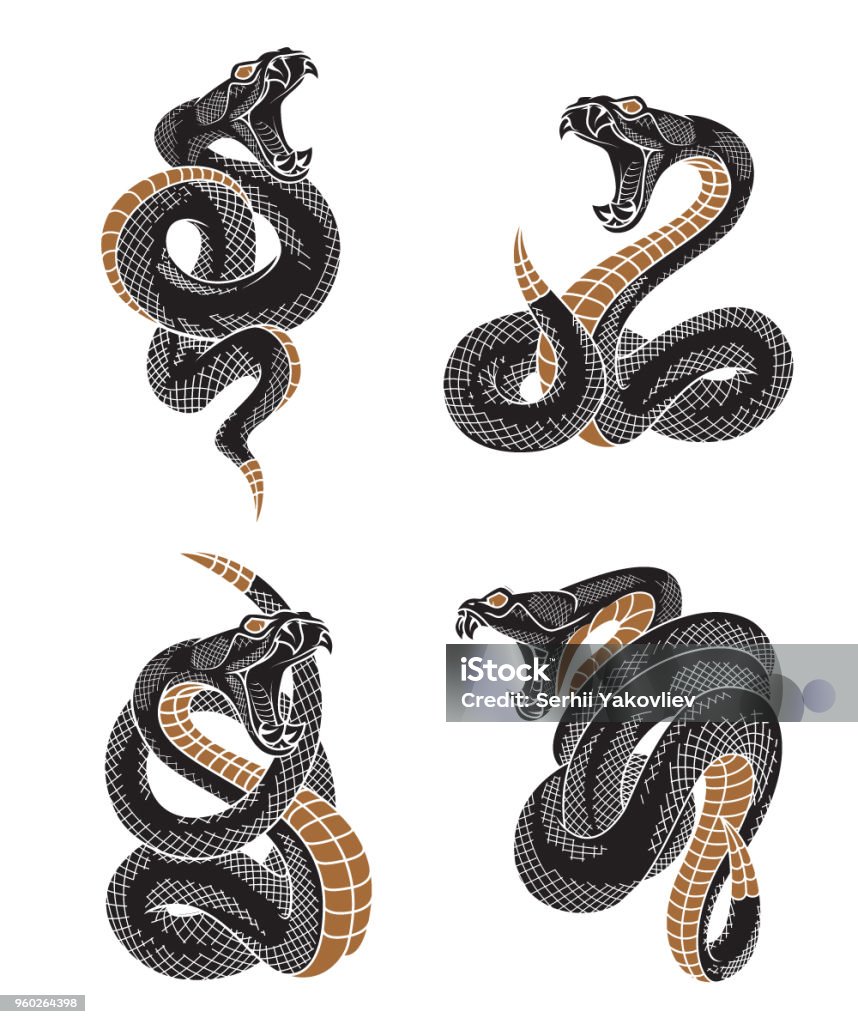 Bộ Rắn Viper Hình minh họa Sẵn có - Tải xuống Hình ảnh Ngay bây ...
