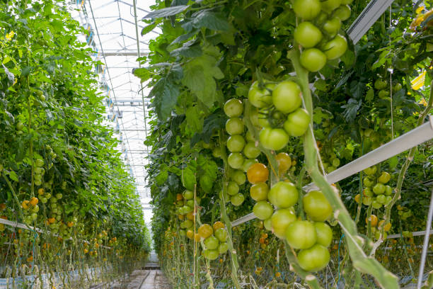 istock Tomatoes in a greenhouse 960267730