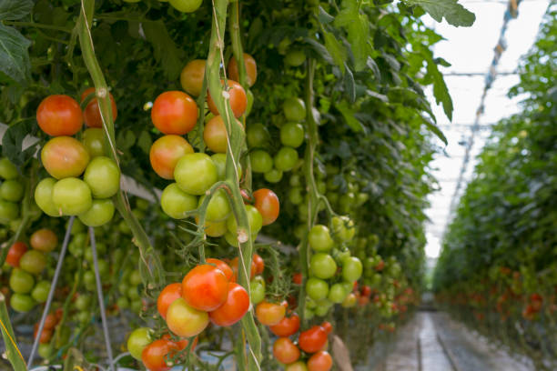 istock Tomatoes in a greenhouse 960267776