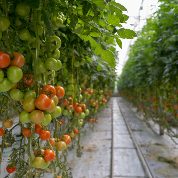 istock Tomatoes in a greenhouse 960267798