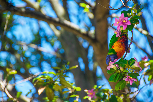 When I spotted this wild bird, its vibrant allure struck me instantly. Its colors match the leaves and flowers which reminds me of a painting.