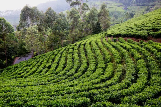 Tea garden in kerala (munnar)