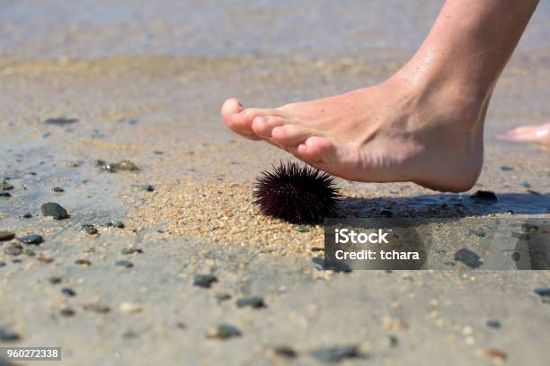 Seeigel Stockfoto und mehr Bilder von Seeigel - Seeigel, Fuß - Anatomiebegriff, Aquatisches Lebewesen