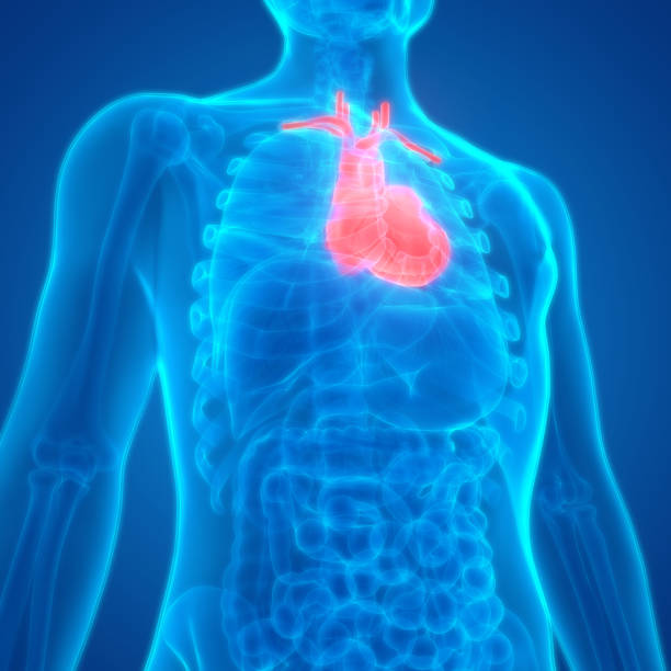 istock Human Body Organs Heart Anatomy 960273174