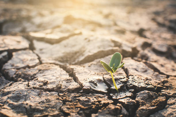 istock Little green plant on crack dry ground, concept drought 960276808