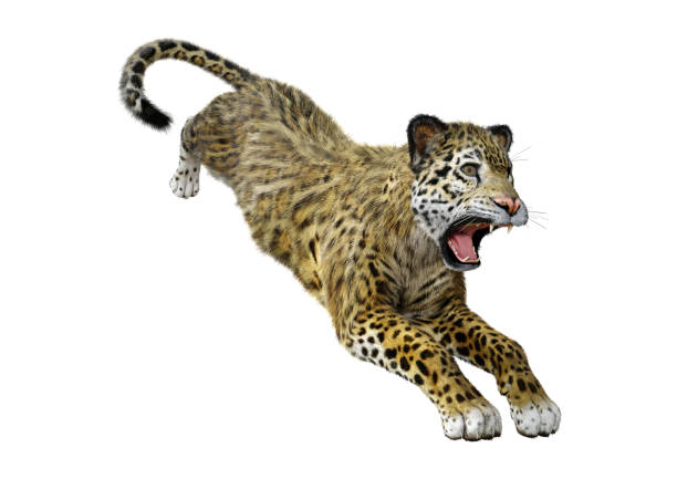 istock 3D illustration big cat jaguar on white 960277786
