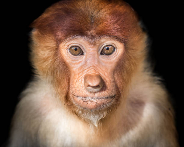 istock Portrait of a Proboscis Monkey/ Kalimantan, Indonesia. 960281612