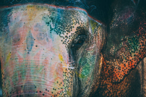 istock Colourful elephant painted and decorated. Jaipur, Rajasthan, India 960282136