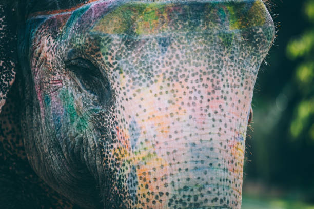 istock Colourful elephant painted and decorated. Jaipur, Rajasthan, India 960282232