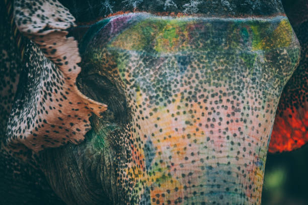 istock Colourful elephant painted and decorated. Jaipur, Rajasthan, India 960282238