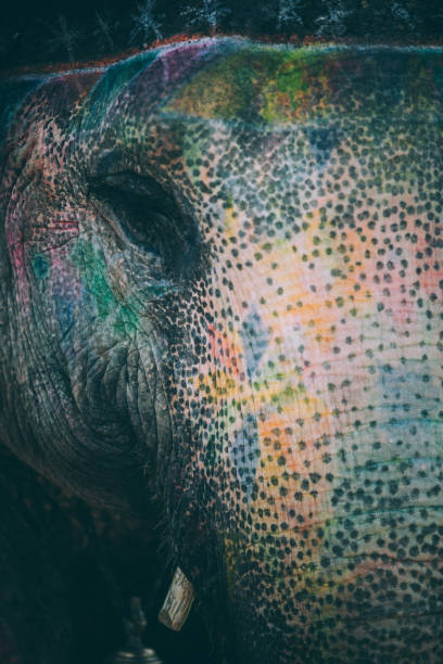 istock Colourful elephant painted and decorated. Jaipur, Rajasthan, India 960282260