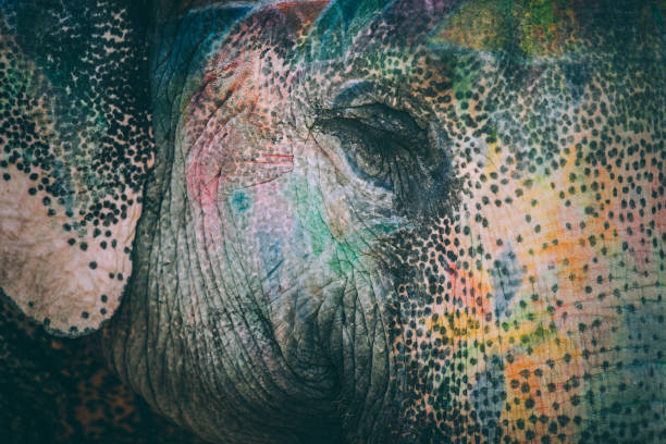 istock Colourful elephant painted and decorated. Jaipur, Rajasthan, India 960282288