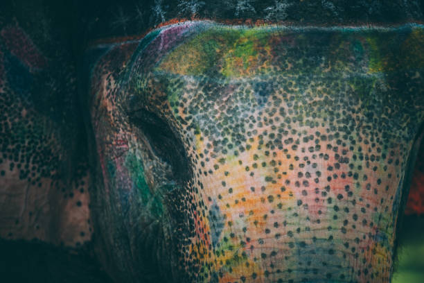 istock Colourful elephant painted and decorated. Jaipur, Rajasthan, India 960282312