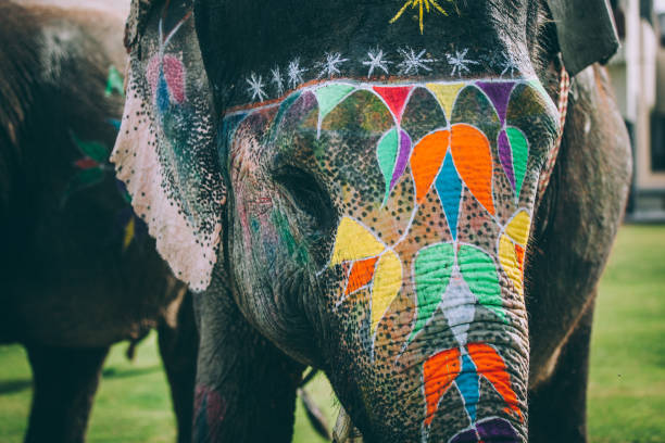 istock Colourful elephant with ornements. Incredible India 960282412