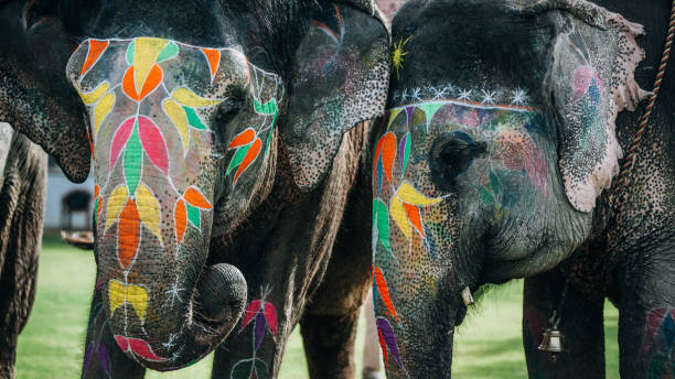 istock Two elephants cuddling with ornements. Incredible India 960282594