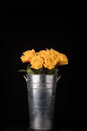 A studio shot of a silver bucket full of yellow long stem roses.