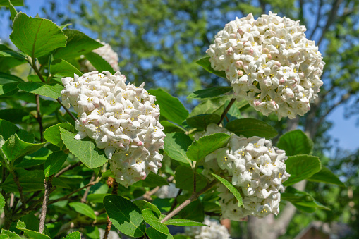 Beautiful heads of a Viburnum, also known as a snowball or pom pom bush in spring.