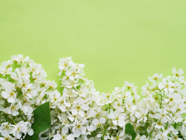 istock Cherry flowers on a green background, top view, flat layout 960285272