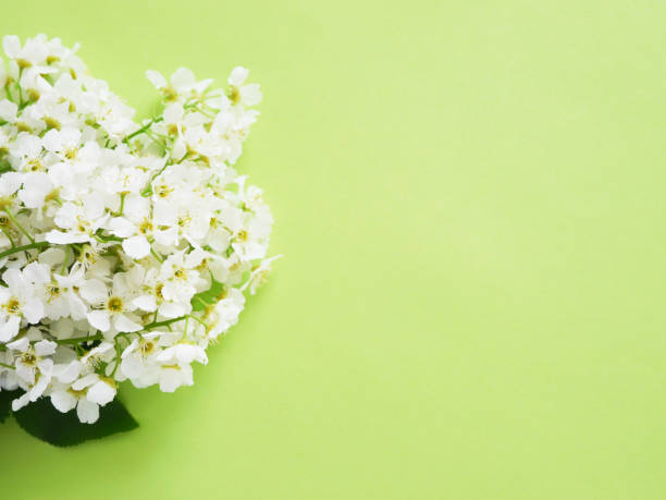 istock Cherry flowers on a green background, top view, flat layout 960285296