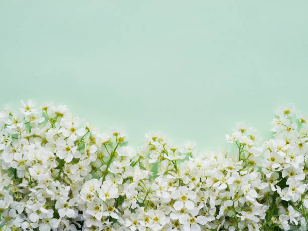 istock Cherry flowers on a green background, top view, flat layout 960285302
