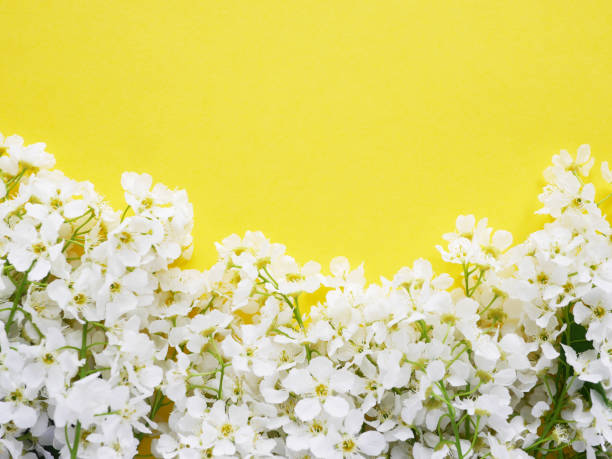 istock Cherry flowers on a yellow background, top view, flat layout. 960285324
