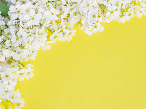 istock Cherry flowers on a yellow background, top view, flat layout. 960285336