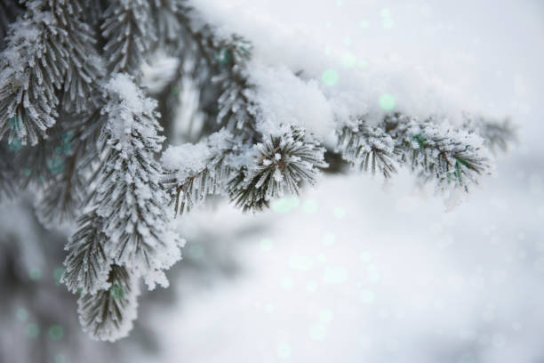 istock Snow-cowered fir branches. Winter blur background. Frost tree 960285438