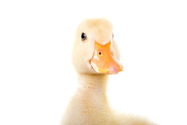 istock Duckling is Posing To The Camera on White Background 960286242