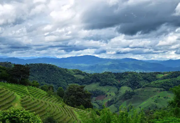 Landscape of tea plantation and mountains in Doi Mae Salong, Northern Thailand