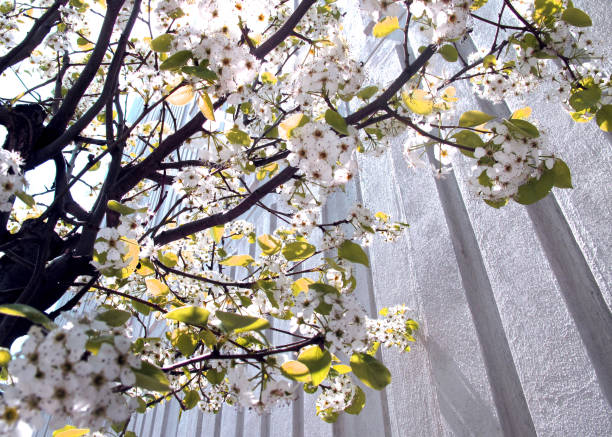 istock sakura blossom in the high park toronto 960287042