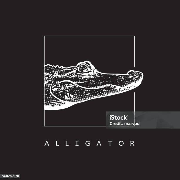 American Alligator Vector Image Stock Illustration - Download Image Now