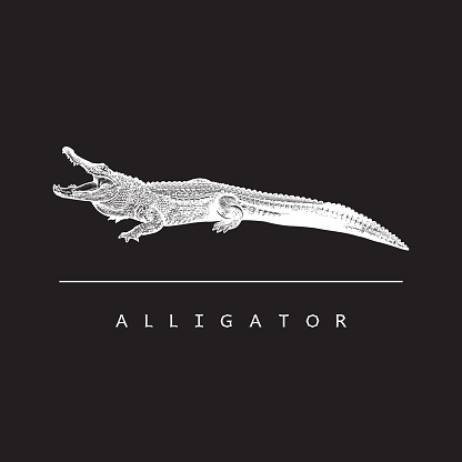 Alligator Point Vector American Alligator Vector Image Stock Illustration - Download Image Now ...