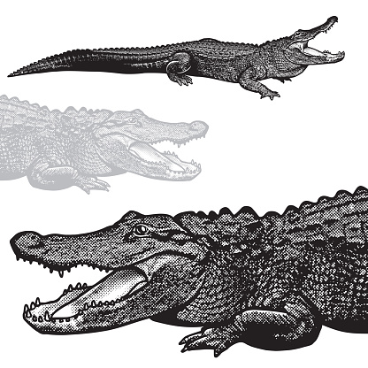 Black image of crocodilian reptile in engraving style isolated on white background, design element for logo or template.