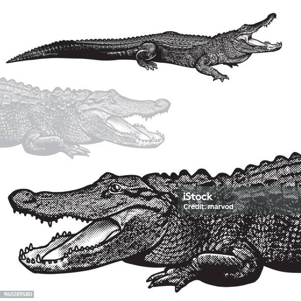 American Alligator Vector Graphic Illustration Stock Illustration - Download Image Now