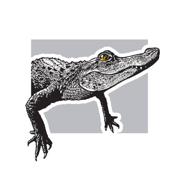 Black image of crocodilian reptile in engraving style isolated on white background, design element for logo or template.