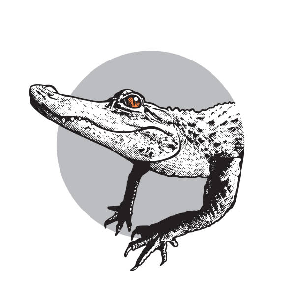 Black image of crocodilian reptile in engraving style isolated on white background, design element for logo or template.