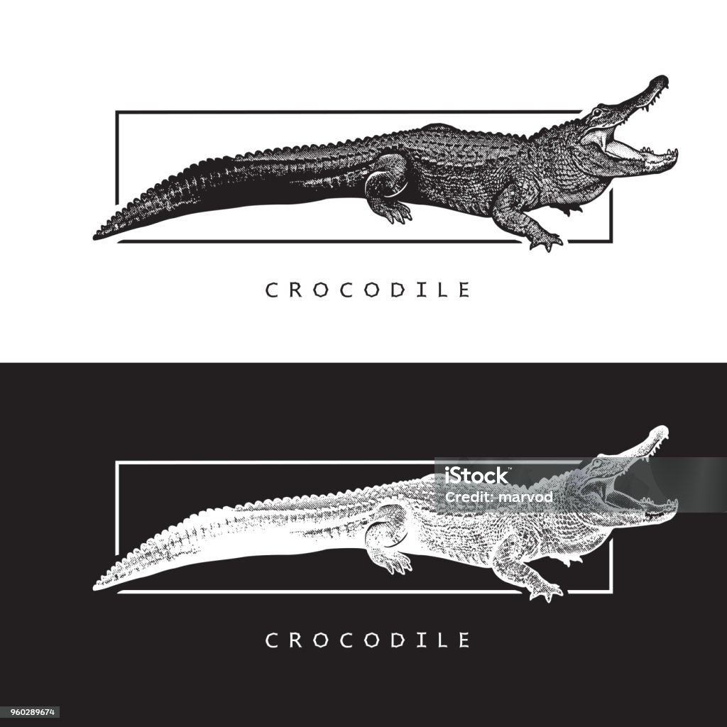 Vektor-Grafik der amerikanische Alligator. - Lizenzfrei Echte Krokodile Vektorgrafik