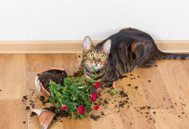 toyger de raza de gato doméstico cayó y rompió la maceta con rosas rojas y parece culpable. - travesura fotografías e imágenes de stock