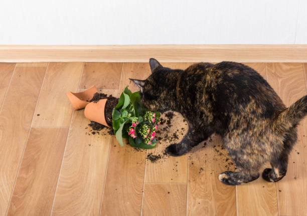 Domestic cat tortoiseshell color dropped and broke flower pot. Domestic cat tortoiseshell color dropped and broke flower pot. Concept of damage from pets. calanchoe stock pictures, royalty-free photos & images