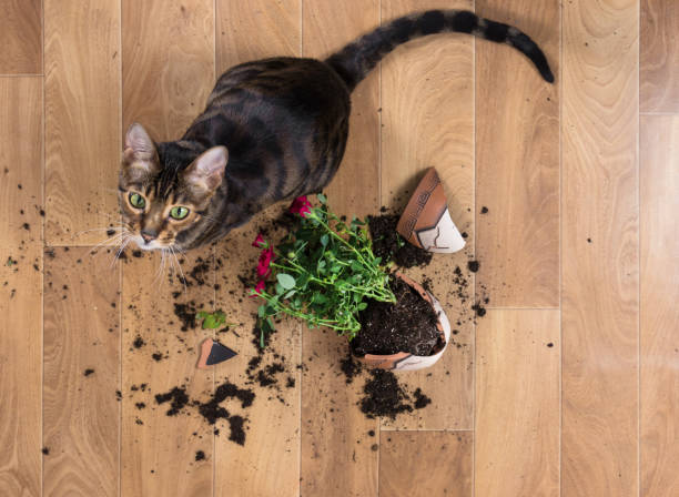 国内の猫の品種 toyger ドロップし、赤いバラの植木鉢を破った - dirtying ストックフォトと画像