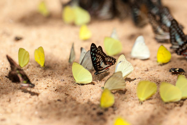 istock Group of beautiful butterfly 960290976
