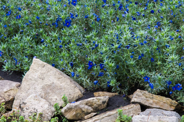 anagallis è un genere di piante della famiglia delle primulaceae, comunemente chiamato pimpernel e forse meglio conosciuto per il pimpernel scarlatto. - invasive plant foto e immagini stock