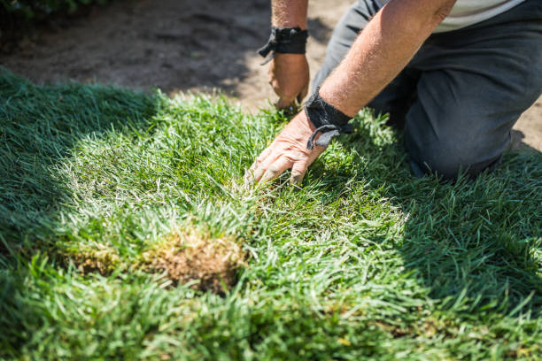 istock Senior man laying rolled grass for new lawn 960298702