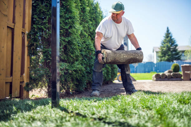 istock Senior man laying sod for new lawn 960298730