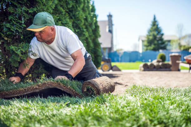 istock Senior man laying sod for new lawn 960298788