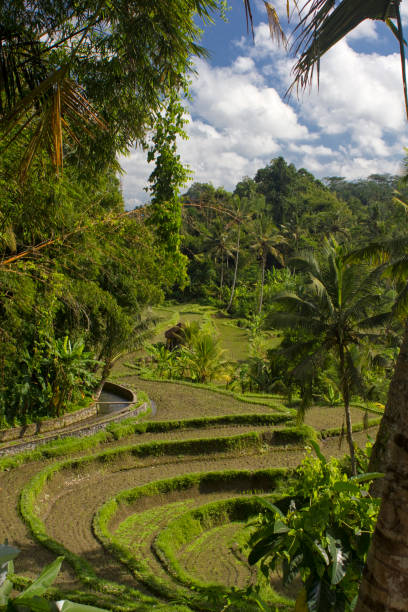 istock Rice terrace in Bali 960299288