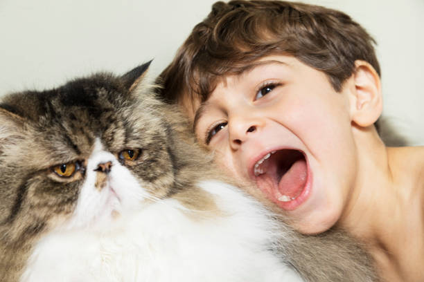 Happy child with British shorthair cat.