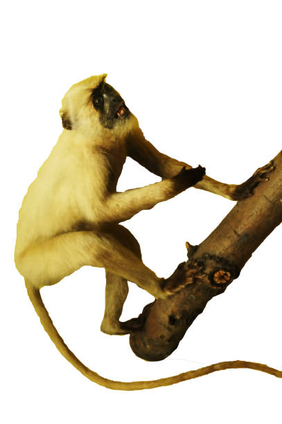 istock photocaas.animal 960302962